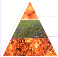 Пирамида ароматов